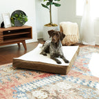 Happy Hounds Ozzie Mocha Orthopedic Dog Bed