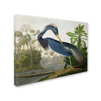 The Curated Nomad John James Audubon 'Louisiana Heron' Canvas Art
