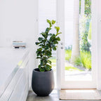 DreamPatio La Mirada 1-piece Fiberstone Tapered Planter for Indoor/Outdoor