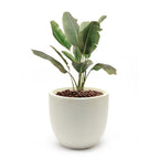 Tapered Round MgO Planter, Indoor and Outdoor