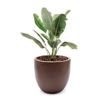 Tapered Round MgO Planter, Indoor and Outdoor